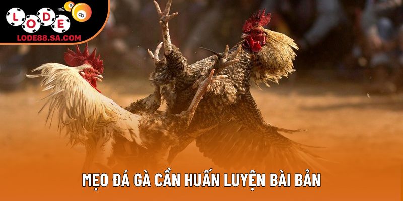 Mẹo đá gà cần huấn luyện bài bản